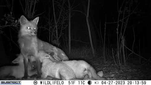 Red Fox photographed in Michigan