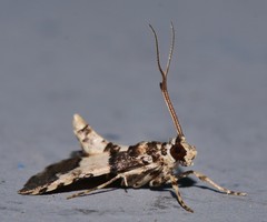 Nacoleia mesochlora