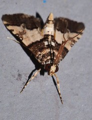 Nacoleia mesochlora