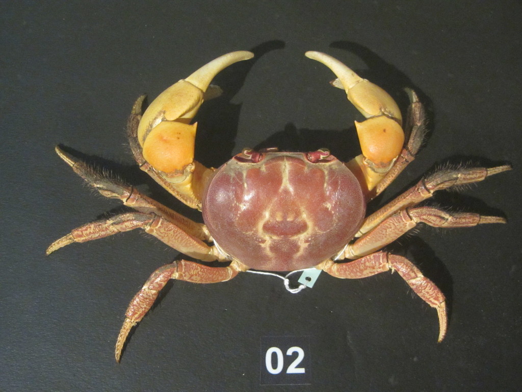 Blue Crab
