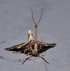 Nacoleia mesochlora