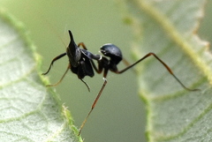 Hymenopoidea