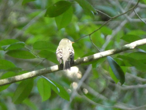 Yellow-bellied Flycatcher (Empidonax flaviventris), photo 10