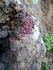 Monanthes polyphylla polyphylla