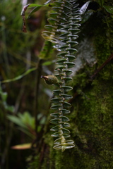 Dichaea muricatoides