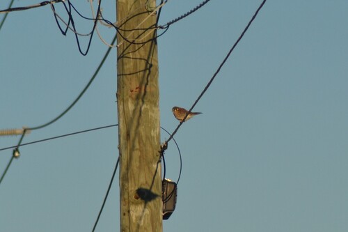 American Kestrel