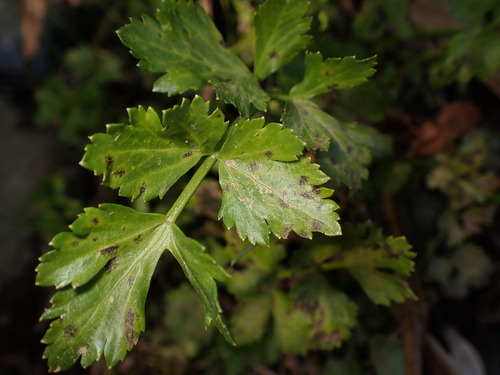 Celery