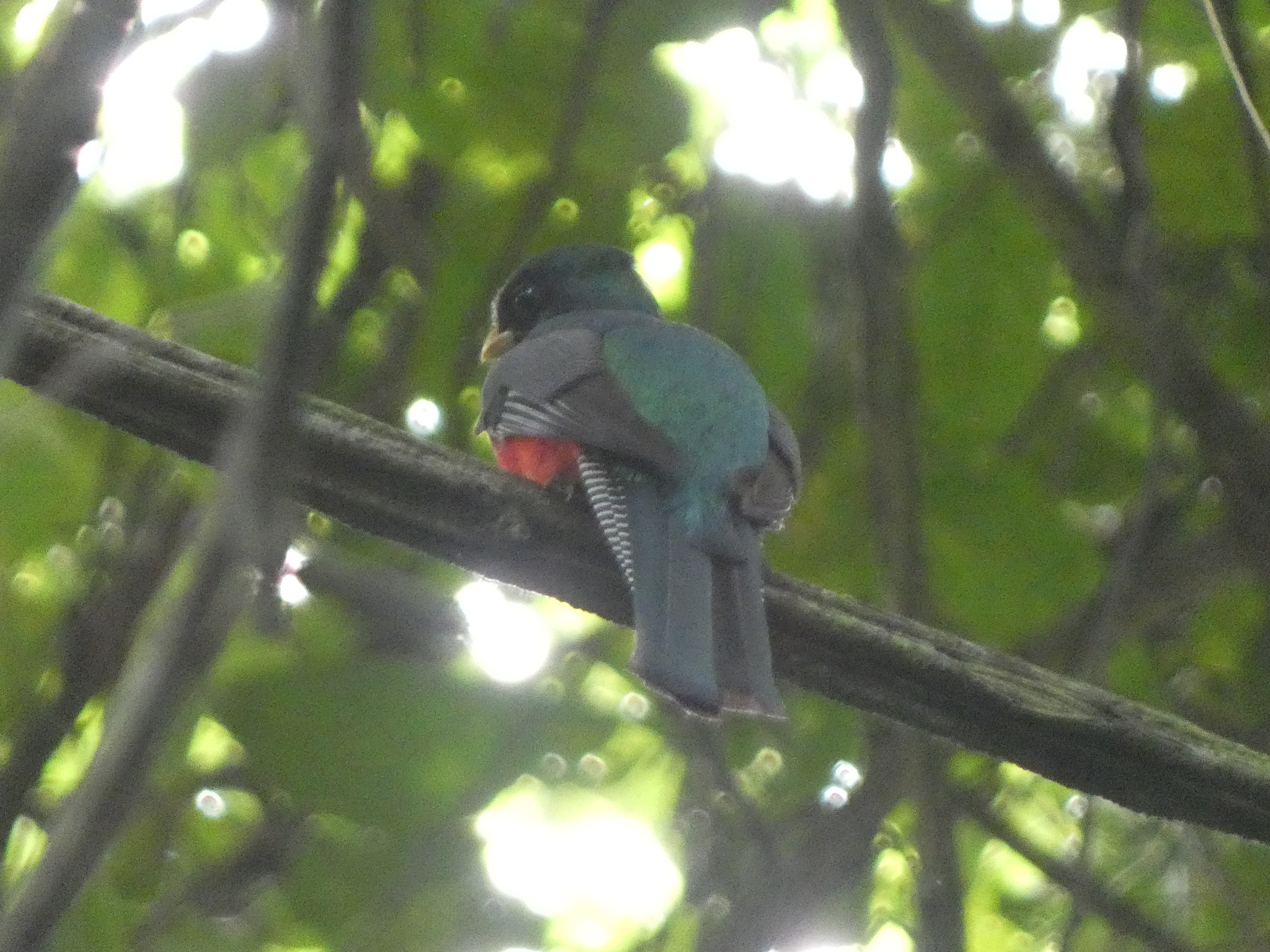 Collared Trogon (Trogon collaris), photo 4