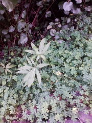 Dracunculus canariensis