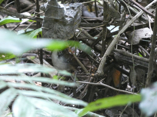 White-breasted Wood Wren (Henicorhina leucosticta)