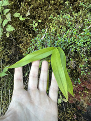 Prosthechea varicosa, photograph (c) Peter Quakenbush, some rights reserved (CC BY)