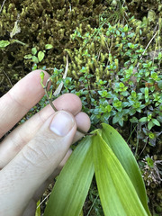 Prosthechea varicosa, photograph (c) Peter Quakenbush, some rights reserved (CC BY)