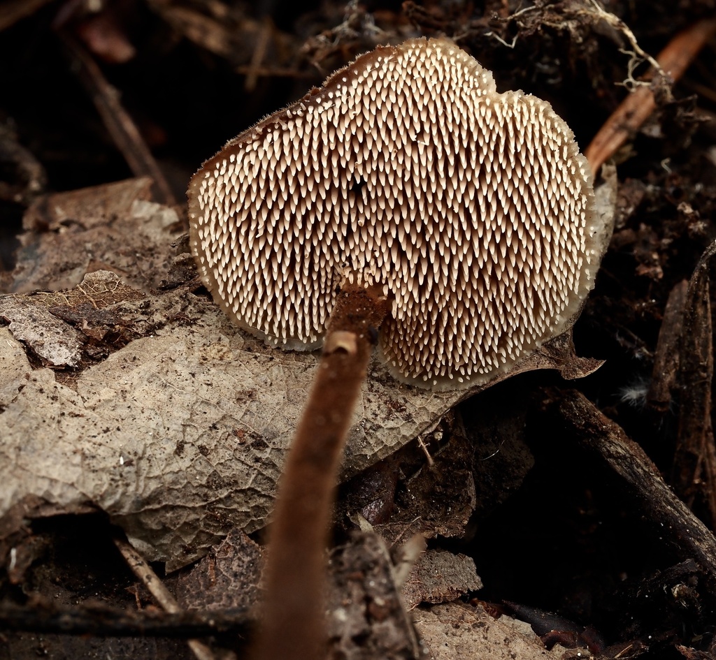 Auriscalpium vulgare · January 2026 · photo: © sigridjakob (iNaturalist, cc0)