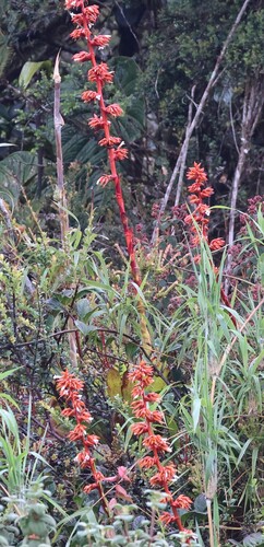 Guzmania candelabrum