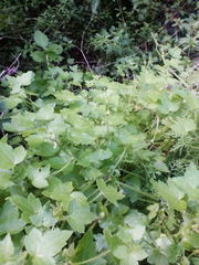 Drusa glandulosa