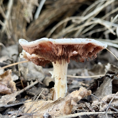 iNaturalist observation photo of Meadow Mushroom