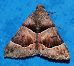 Grammodes diagarmma