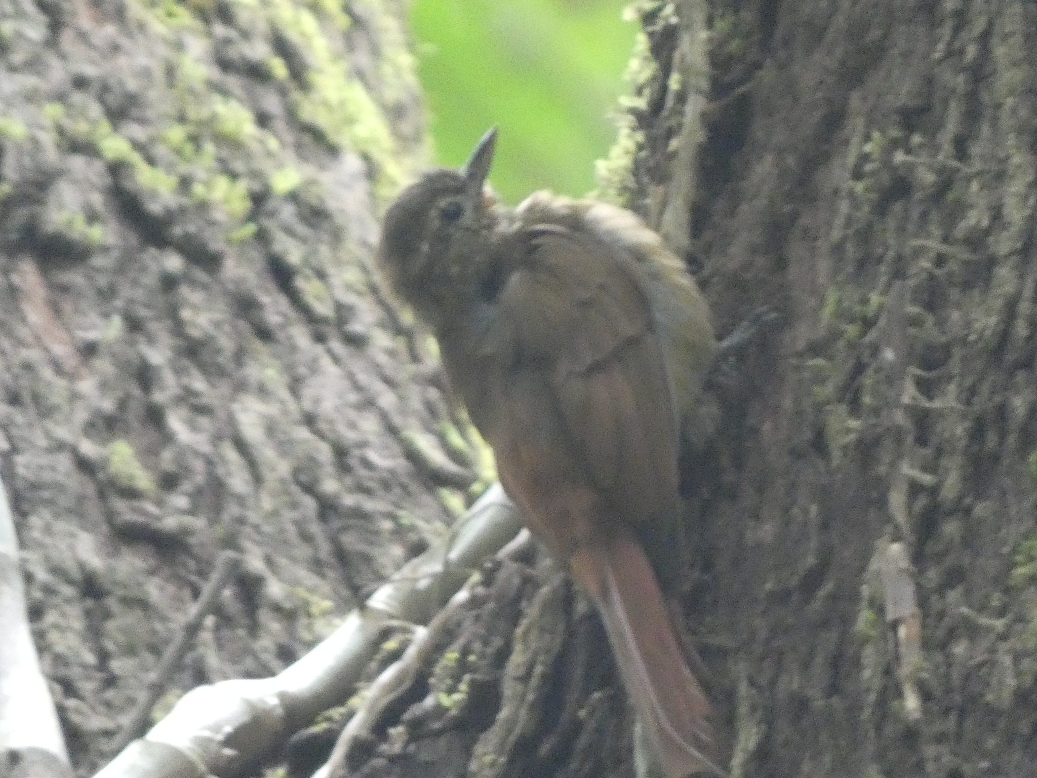 Wedge-billed Woodcreeper (Glyphorynchus spirurus), photo 1
