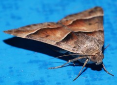 Grammodes diagarmma