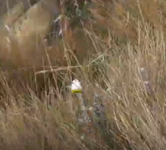 Lasiocephalus ovatus