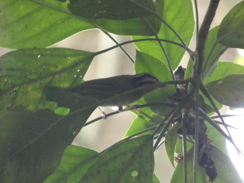 Worm-eating Warbler (Helmitheros vermivorum), photo 3
