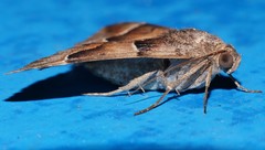 Grammodes diagarmma