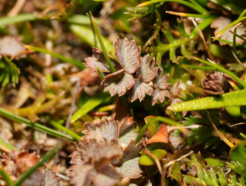 Acaena inermis (Acaena inermis)