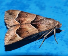 Grammodes diagarmma
