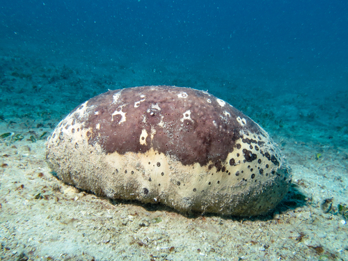 Photo of White teatfish (Holothuria fuscogilva)