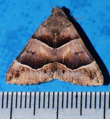 Grammodes diagarmma