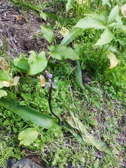 Scilla haemorrhoidalis