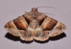Grammodes diagarmma