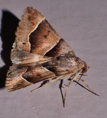 Grammodes diagarmma