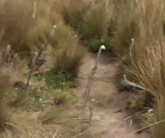 Lasiocephalus ovatus