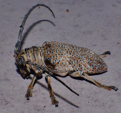 Rhytiphora