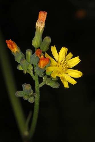 Youngia japonica