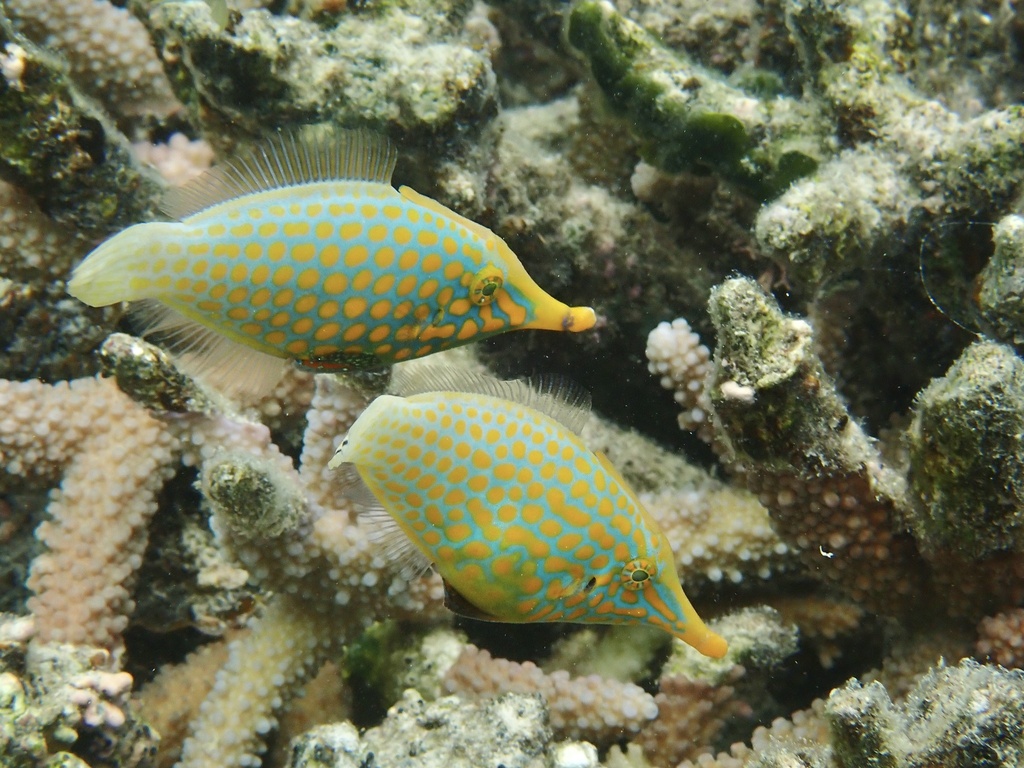 Beaked leatherjacket (Oxymonacanthus longirostris) — Monacanthidae