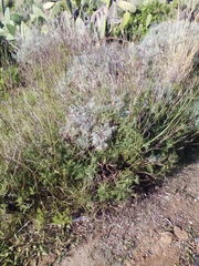 Lavandula canariensis