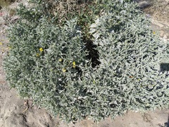 Encelia farinosa