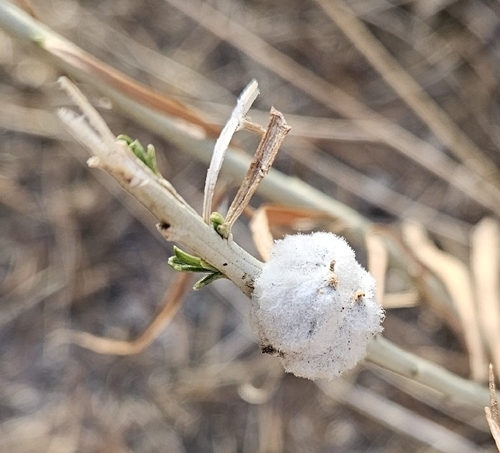 Unknown species found near Grand County, US-UT, US