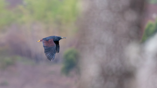 iNaturalist image