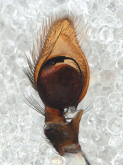 Amycus albipalpus