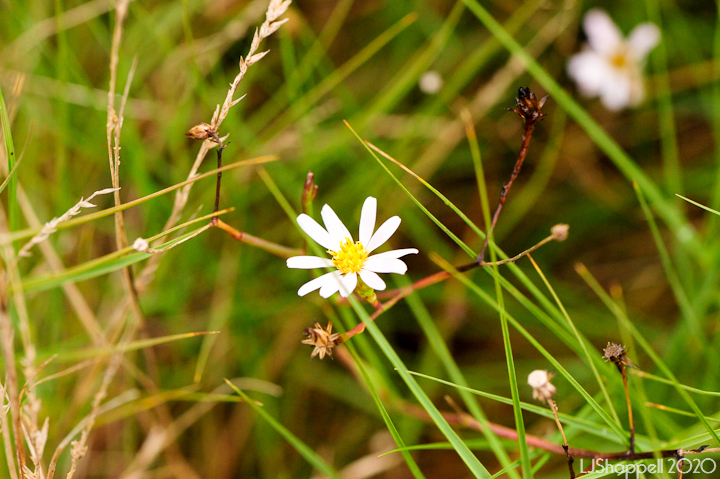 Symphyotrichum tenuifolium var. aphyllum