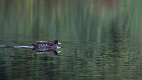 iNaturalist: (c) Liam Hutcheson, some rights reserved (CC BY-NC), uploaded by Liam Hutcheson iNaturalist image