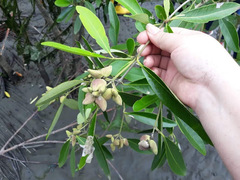Avicennia germinans