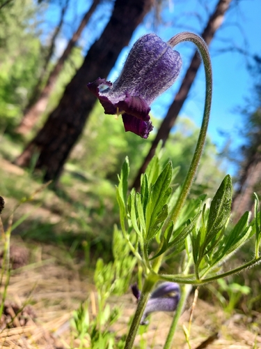 hairy clematis (Clematis hirsutissima)