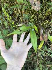 Prosthechea varicosa, photograph (c) Peter Quakenbush, some rights reserved (CC BY)