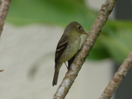 Yellow-bellied Flycatcher (Empidonax flaviventris), photo 8