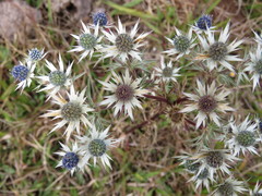 Eryngium carlinae