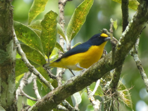Yellow-throated Euphonia (Euphonia hirundinacea), photo 4